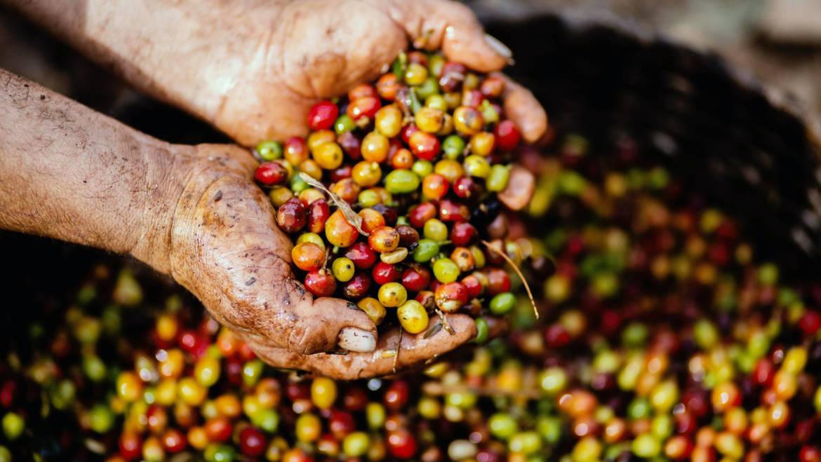 Fair Trade and Sustainable Coffee Sourcing