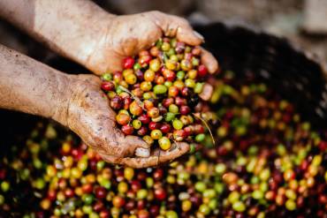 Fair Trade and Sustainable Coffee Sourcing