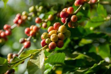 The Sustainability of Coffee